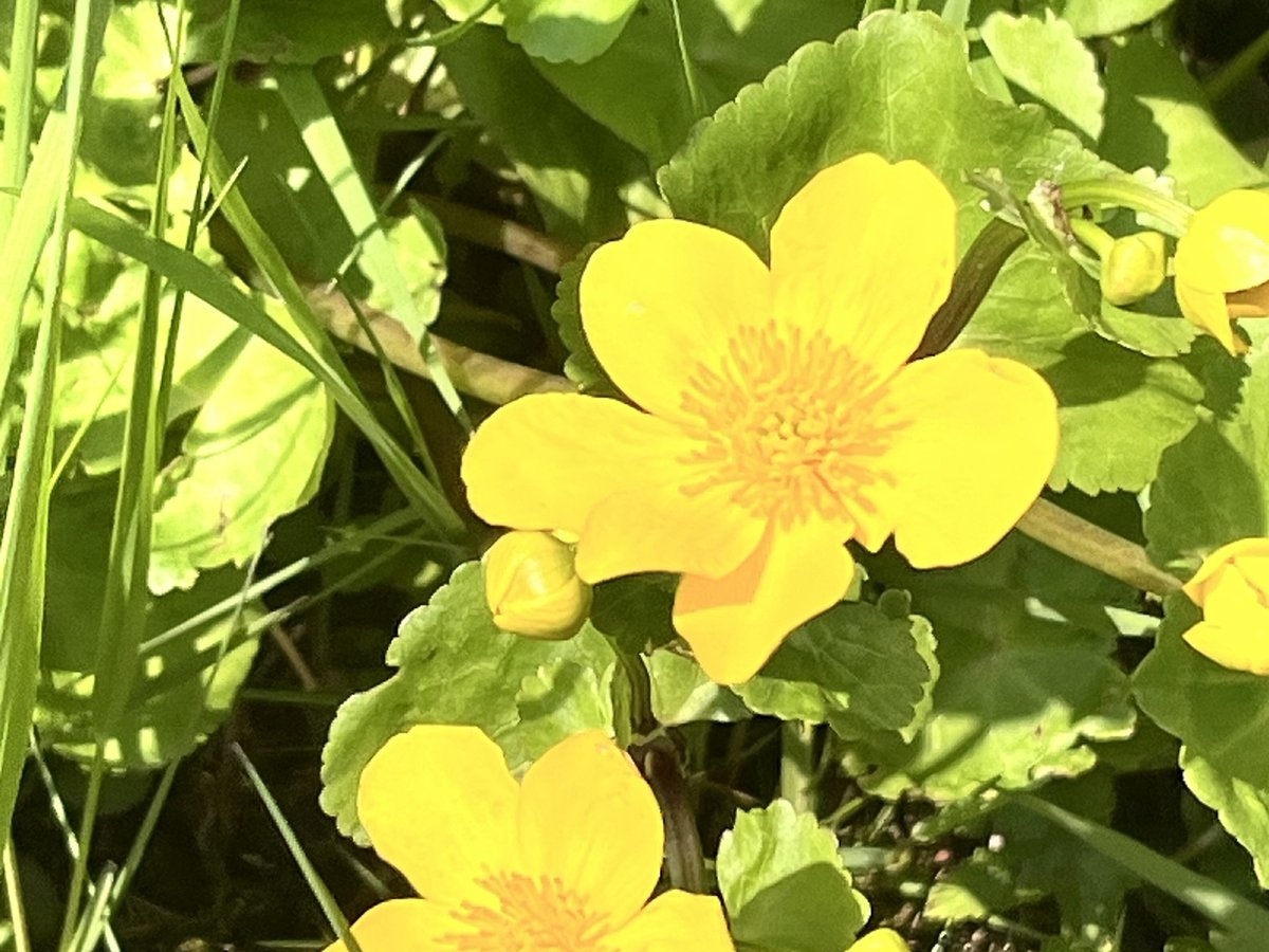 Sumpf-Dotterblume