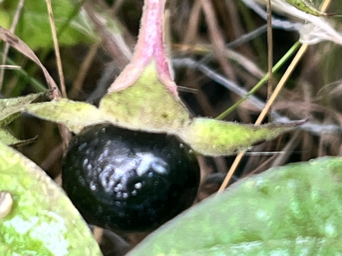 Echte Tollkirsche, Atropa bella-donna L.