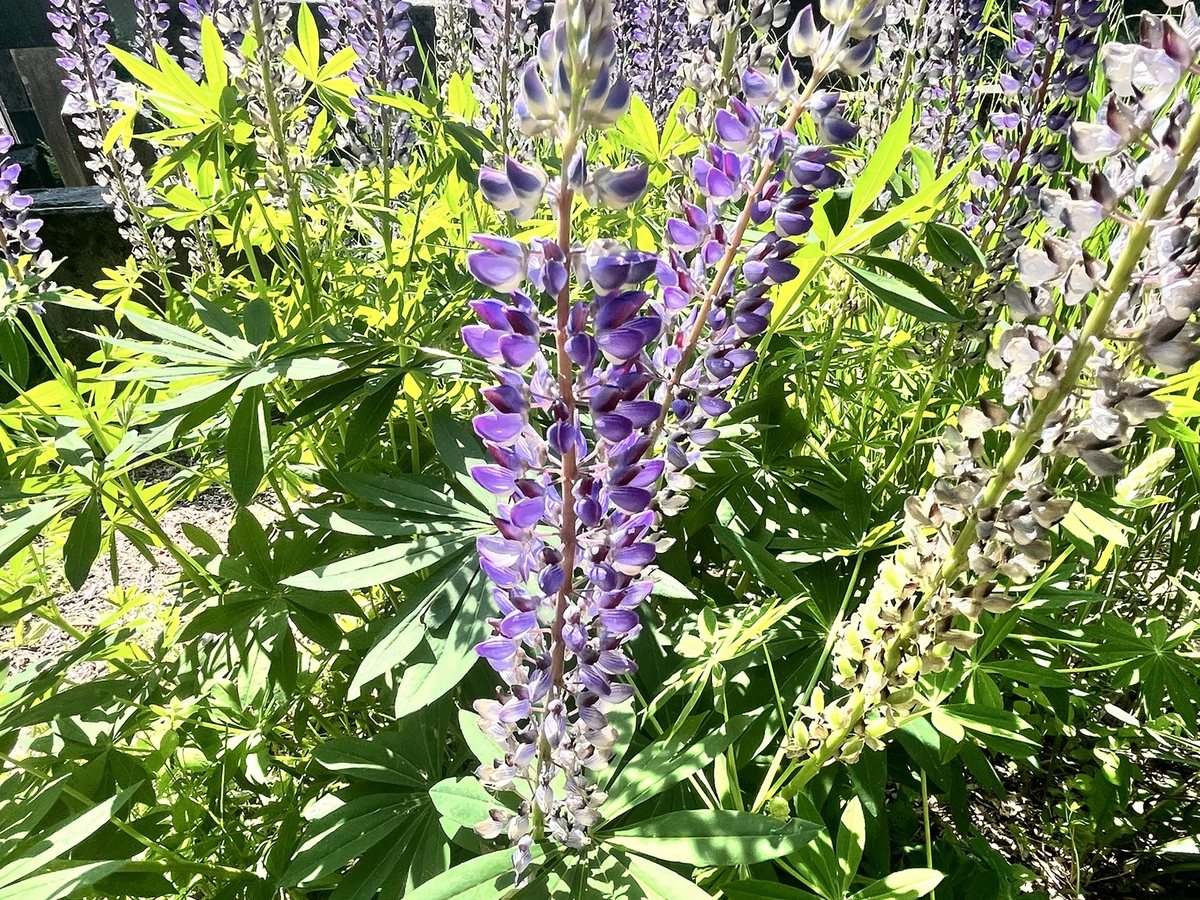 Vielblättrige Lupine