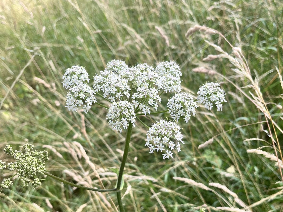 Wiesen-Bärenklau