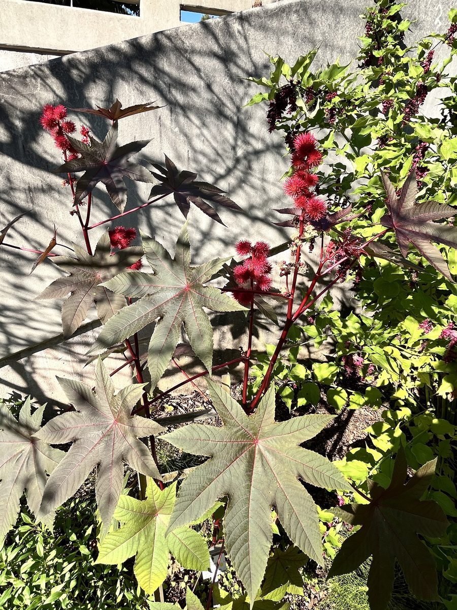 wunderbaum