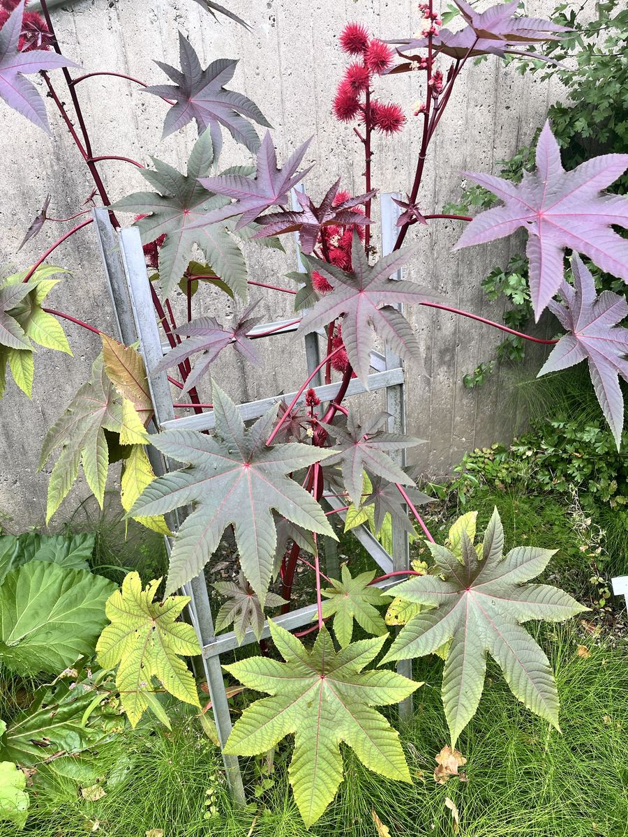 Wunderbaum